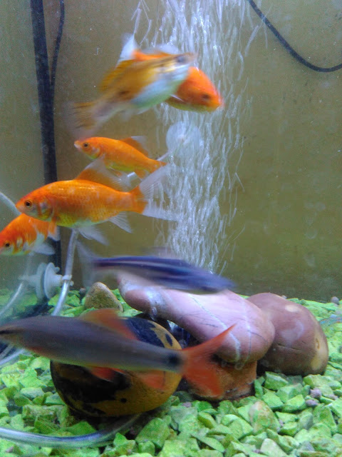 aquarium aquarium