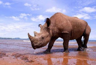 turismo ecologico en kenia turismo ecologico en kenia