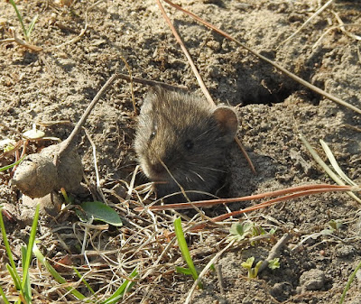 field mouse in a mouse hole
