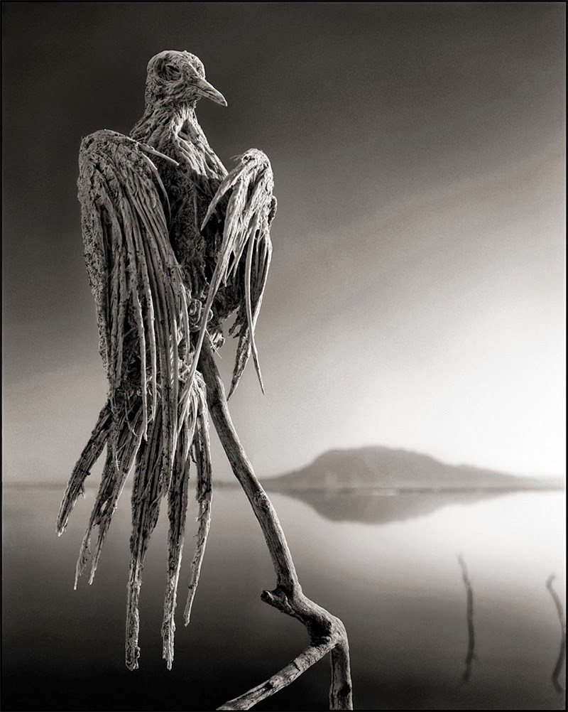 Amazing Magazine A Deadly Alkaline Lake in Africa Turns Animals into