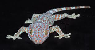 we are buying at a high price for your tokay gecko