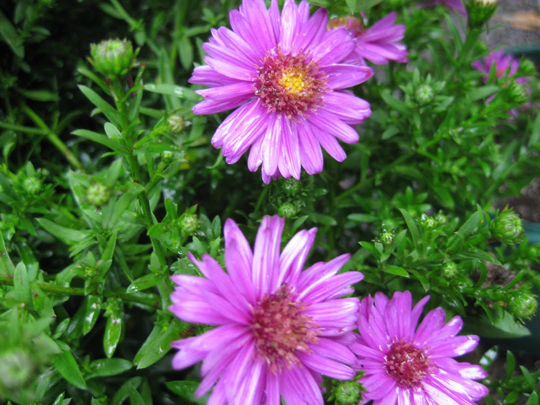 Victoria Gardens: September Blooms: Asters