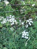 Cow Parsley Anthriscus sylvestris