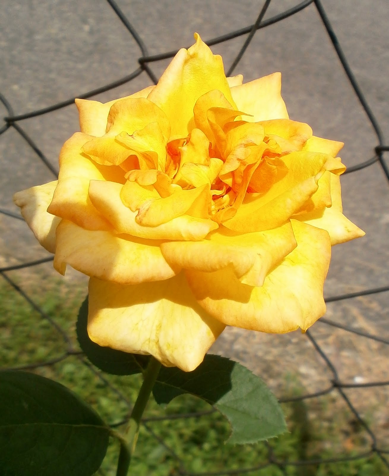 ROSMERAHPUTIH: RIWAYAT SEKUNTUM ROS KUNING...