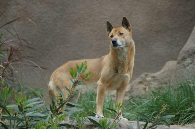 new guinea highland dog