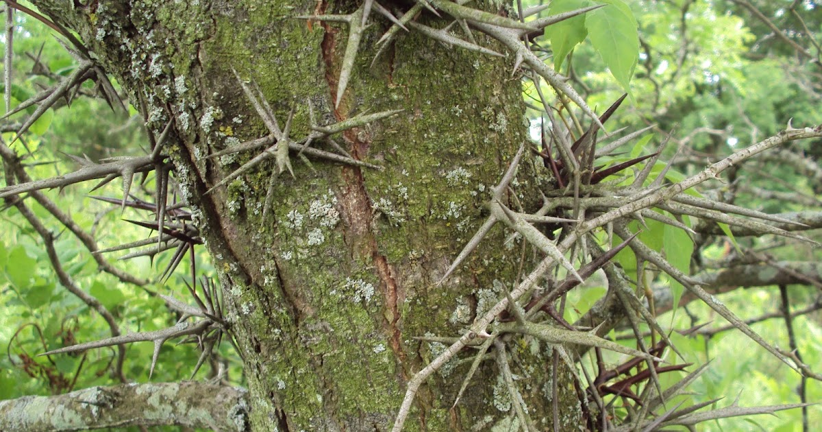 The Small Hold Will Not Go Down Without a Fight Cutting Up Locust Trees