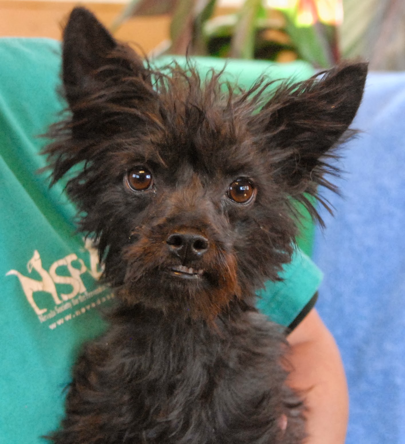 Megan, a young Yorkshire Terrier mix with a big personality.