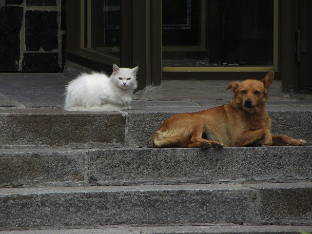 Дружба кота и собаки.