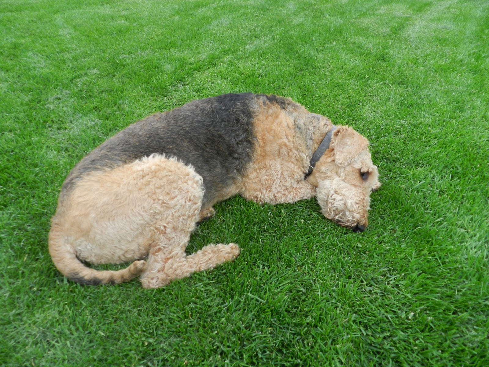 Big Green Egg by Dr. T Hockey Night Wings