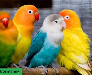 Harga burung lovebird terbaru 2017 Daftar Harga burung lovebird terbaru 2017