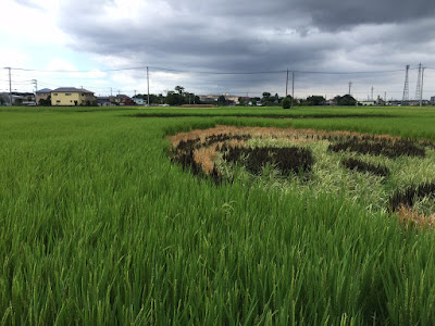 こしがや田んぼアート2015食戟のソーマ（8/23の様子）