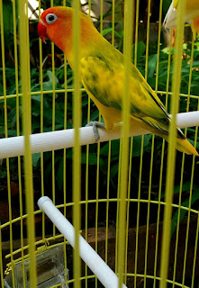harga lovebird blorok green series harga lovebird blorok green series