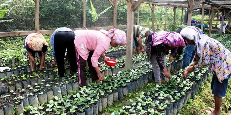 Pemupukan Bibit Kopi.