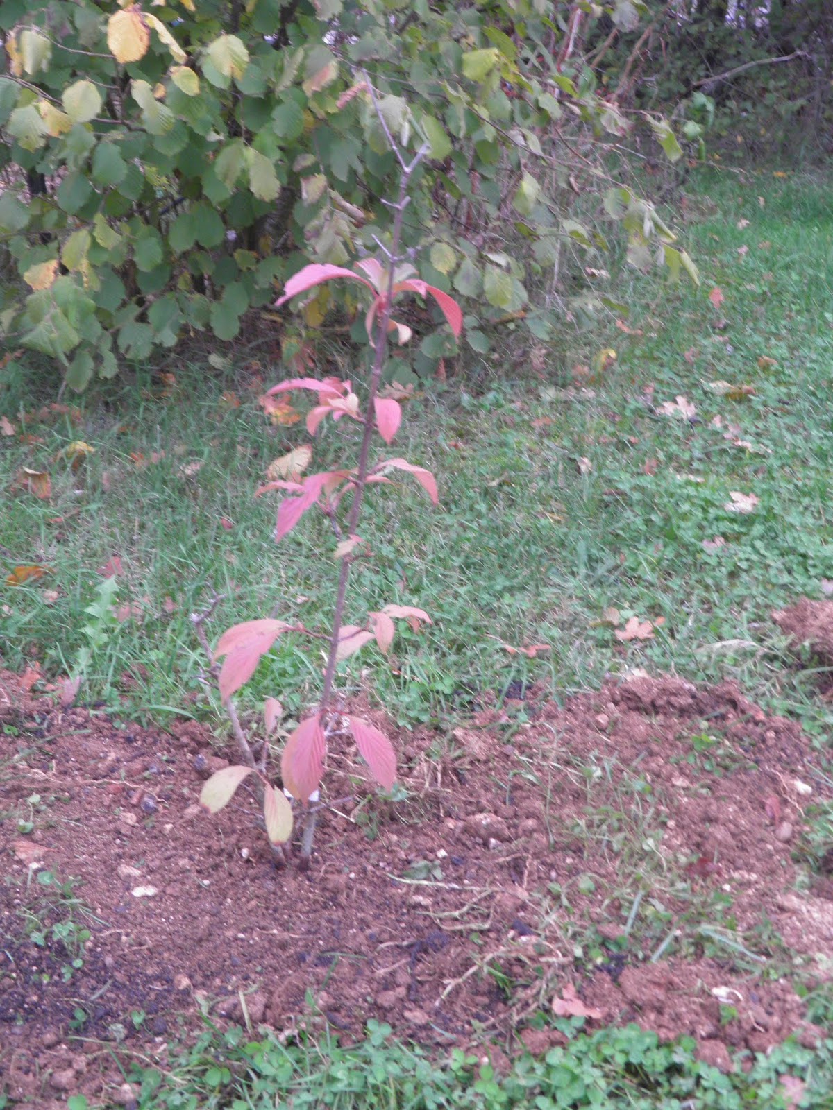 Mon Jardin Quercynois Novembre 2018