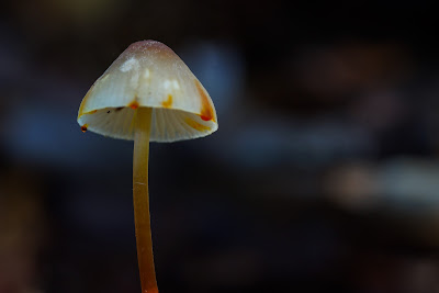 Gulmælket Huesvamp Lat: Mycena crocata