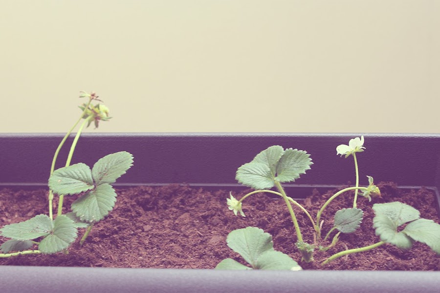 7 tips para plantar fresas con éxito