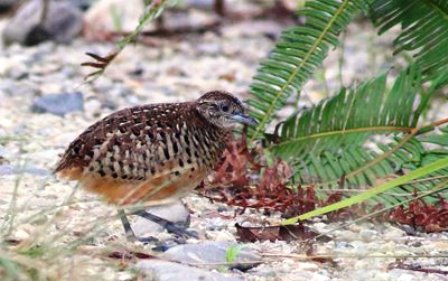 Pakan Burung Puyuh Liar Tentang Kolam Kandang Ternak