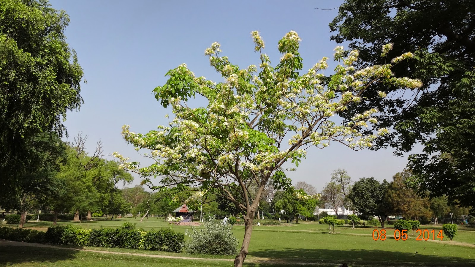 Plants of Lahore Pakistan Berna Flowering Tree Flush of Balmy flowers