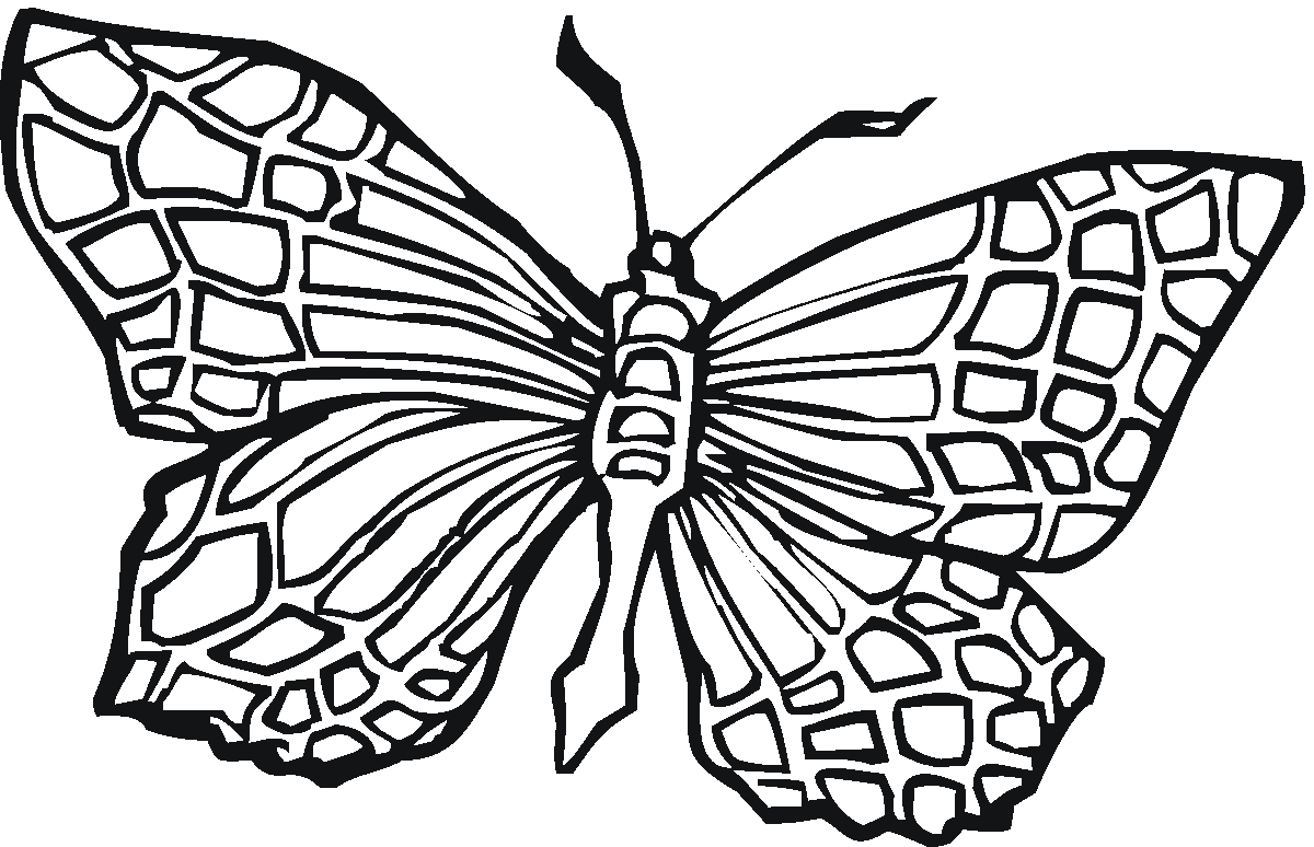 Coloring Pages of Butterflies