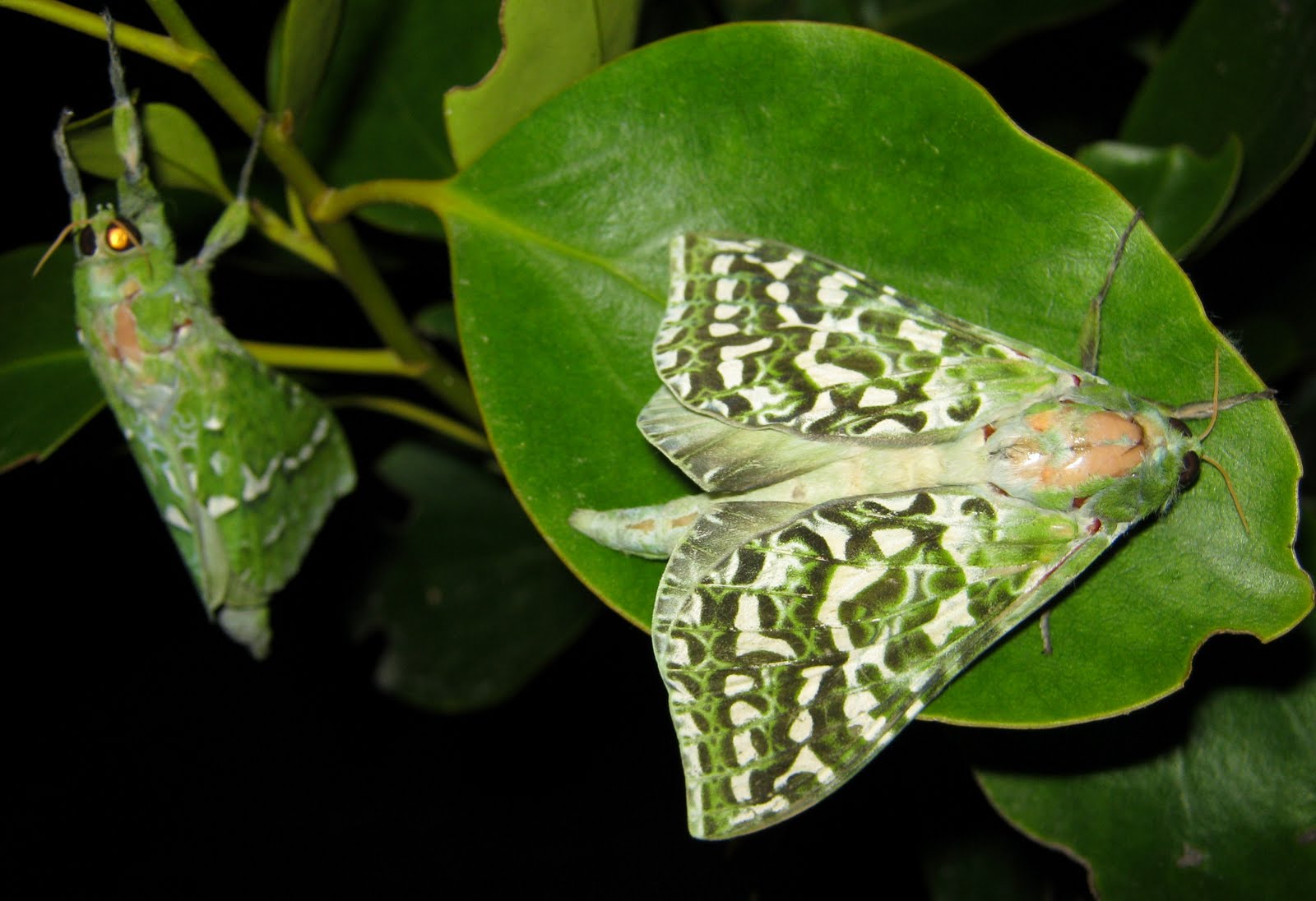 Hamish's wild world of insects New Zealand ghost moths