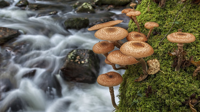 Wallpaper met paddenstoelen en mos langs de rivier.