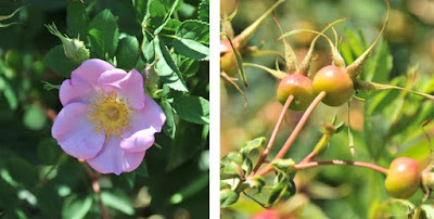 Rosa and rosehips