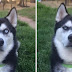 Owner Pretends To Throw Ball And Successfully Captures The Moment Dog Realizes He Was Betrayed