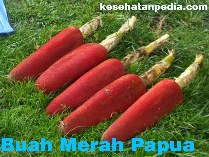 Khasiat Buah Merah Papua Bagi Kesehatan dan Mengobati ...