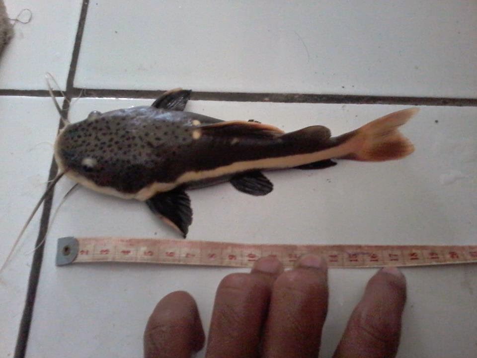 Red Tail Catfish (RTC) - Penggila Ikan Hias