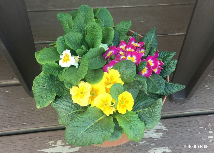 Potted Primroses: How to Create the Perfect Spring Decor // www.thejoyblog.net
