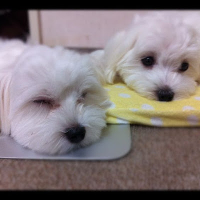 bichon maltes toy pensando perro maltes cachorros