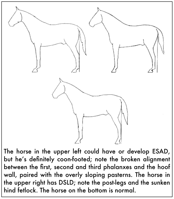 Musings at Minkiewicz Studios LLC A Leg To Stand On The Most Common