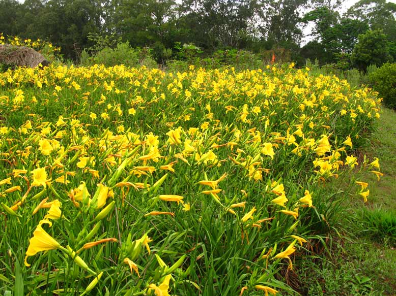 SÍTIO CAMBARÁ: Vista Panoramica de campo de Lirio Amarelo (Hemerocallis)