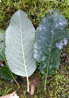 Uncinula adunca