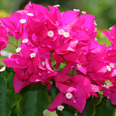 bougainvillea flower wallpaper bougainvillea flower wallpaper