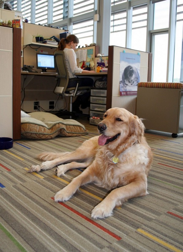 Daily Cute Office Animals Fun Animals Wiki, Videos, Pictures, Stories