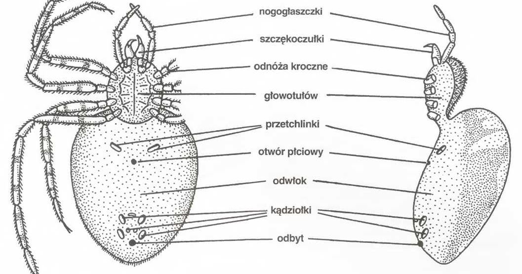 Cechy Charakterystyczne Dla żaby Zielonej Biologia ogólna: Pajęczaki - budowa, przykłady, cechy charakterystyczne