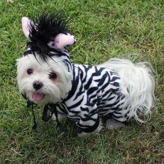 Dog Collar Styles Dog Collar Styles