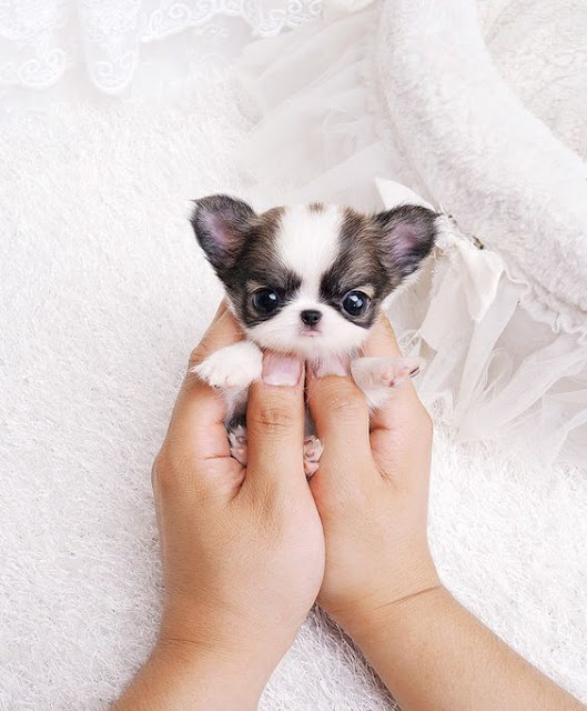 10 Foto Puppy Anak Anjing Kecil Yang Comel Sangat Sangat