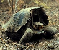 Galapagos Wolf Island tortoise Chelonoidis_nigra_becki