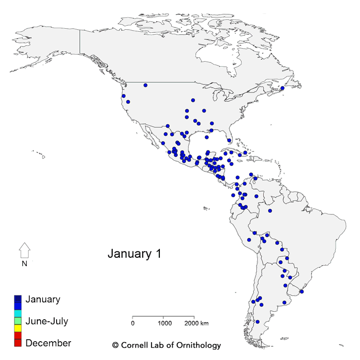 A GIF of bird migration routes in the Americas