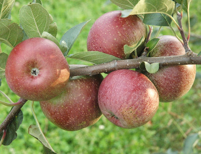 Der Moseleisenapfel ist Streuobstsorte des Jahres.