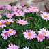 Margaritas de color rosa