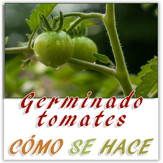 Germimar  tomates a partir de semillas