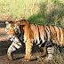 Kanha Wildlife Safari