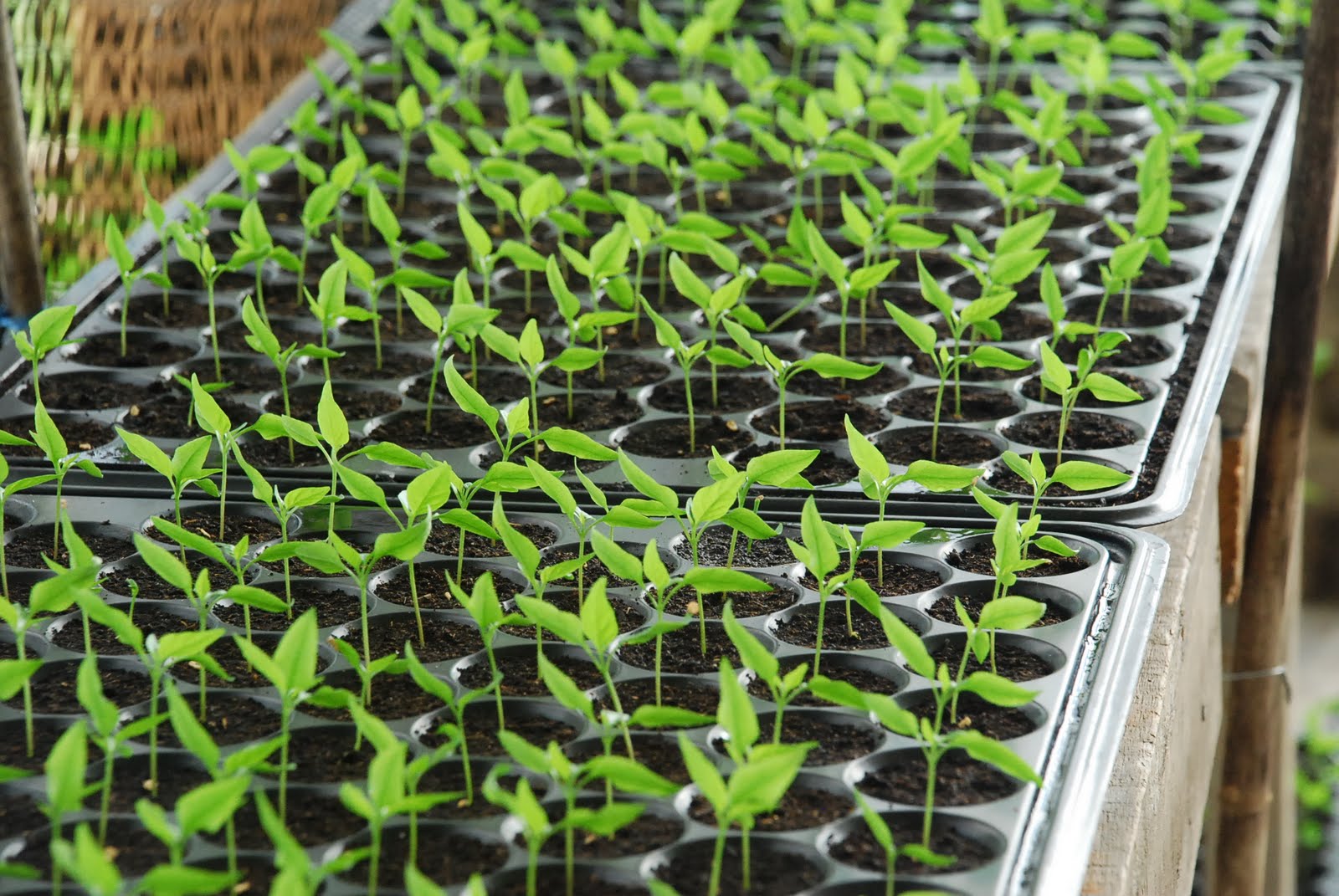 My little vegetable garden Rooftop vegetable gardening chili centil