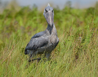 Shoebill, Balaeniceps rex