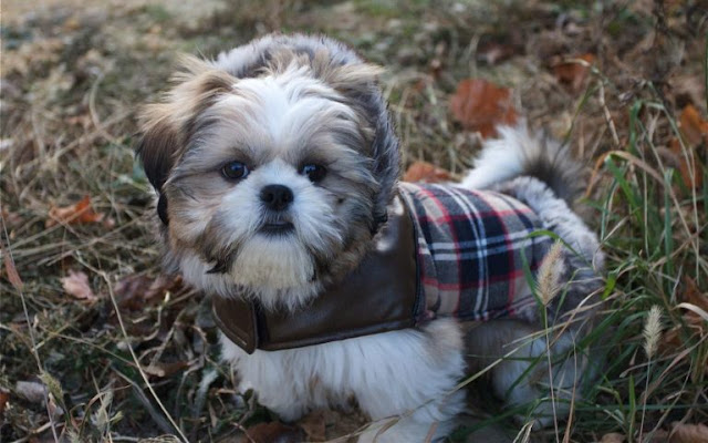 10. Permiti que o shih tzu ande sozinho na rua