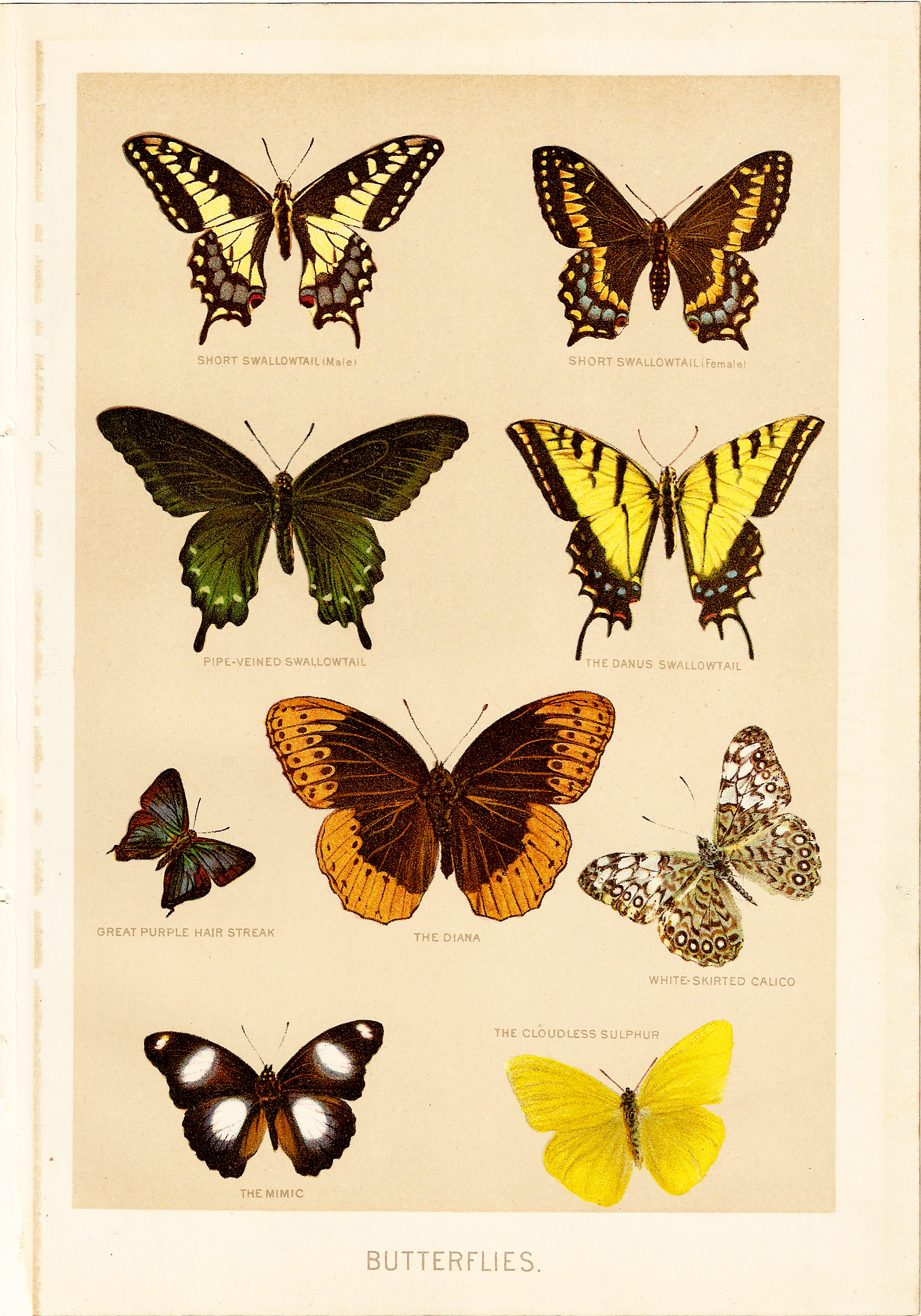 free vintage butterfly clipart - photo #9