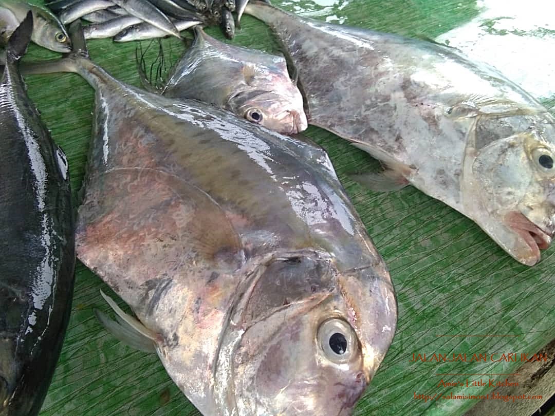 Memburu Ikan Segar Di Kala Petang Amie S Little Kitchen Memburu Ikan Segar Di Kala Petang Amie S Little Kitchen